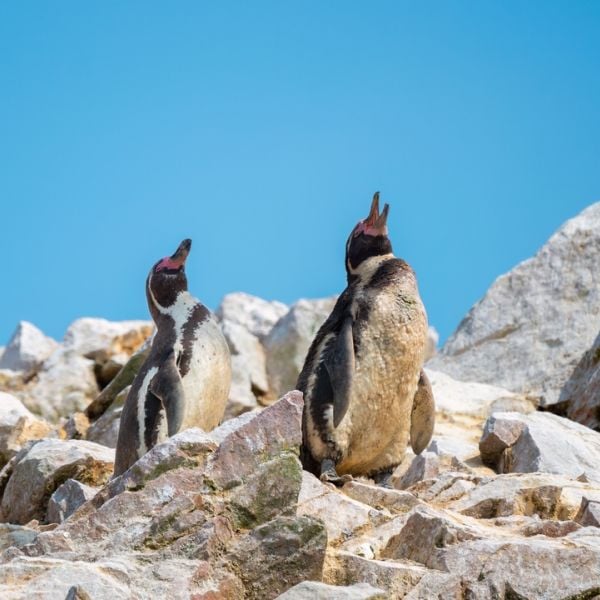 10-Day Peru Adventure: Lima, Paracas, Ica & Cusco with Nazca Lines, Dune Buggy Ride and Ballestas Islands