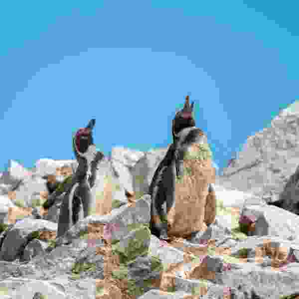 10-Day Peru Adventure: Lima, Paracas, Ica & Cusco with Nazca Lines, Dune Buggy Ride and Ballestas Islands