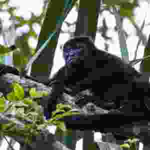 Costa Rica Nature & Wildlife