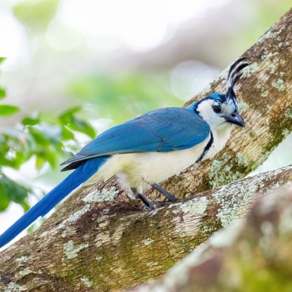 9-Day Ultimate Costa Rica Escape: Guanacaste & Nicoya Peninsula Adventure