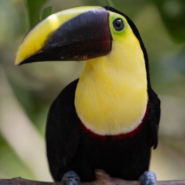 9-Day Ultimate Costa Rica Escape: Guanacaste & Nicoya Peninsula Adventure