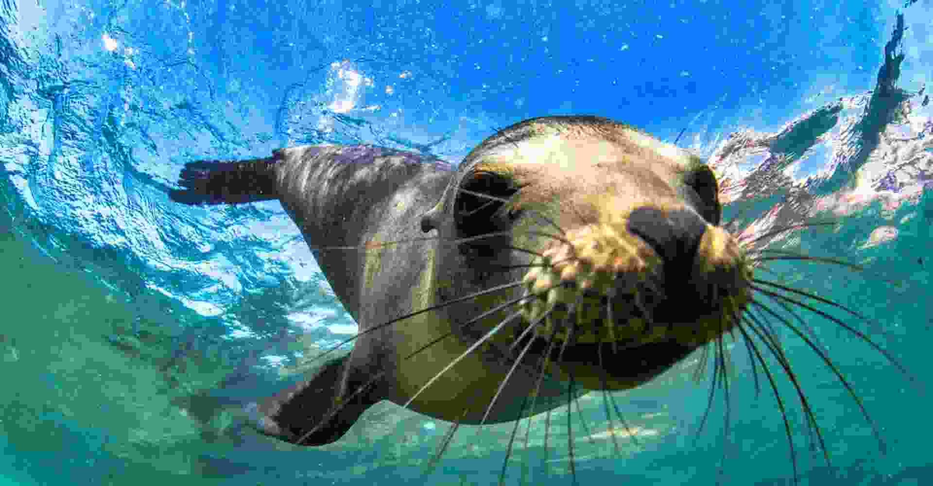 Galapagos Islands
