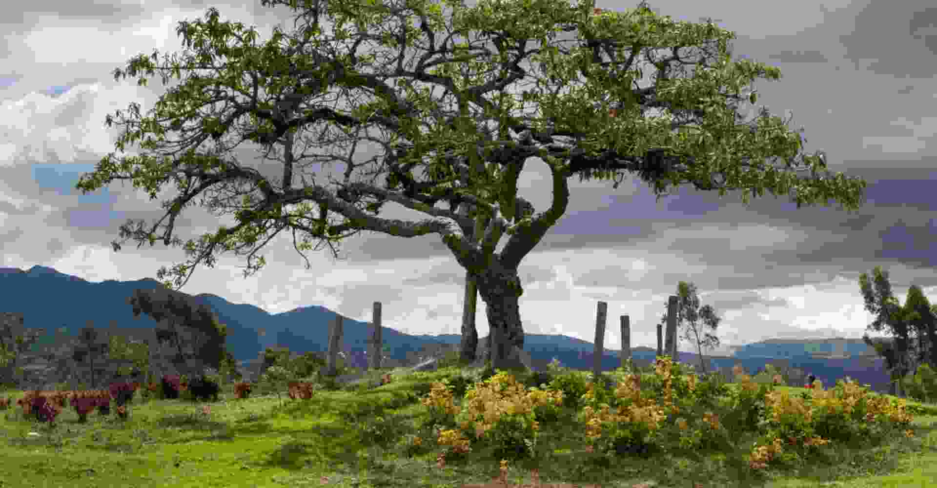 Otavalo