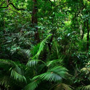 Amazon Rainforest