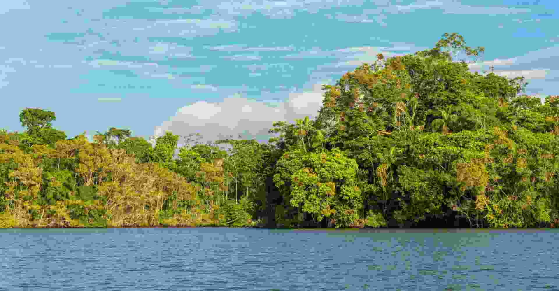 Yacuma - Amazon Rainforest