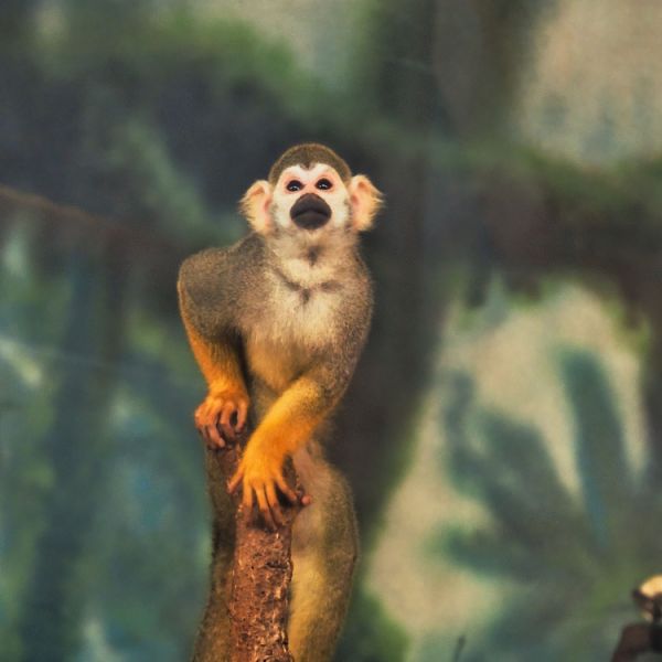 7-Day Costa Rica Family Experience with Nature, Wildlife & Endless Fun
