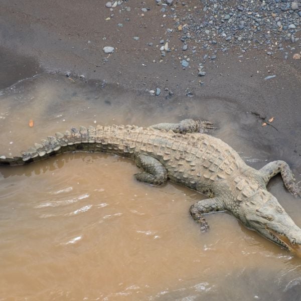 Costa Rica at Leisure: A Tailored 10-Day Senior Adventure full of Wildlife