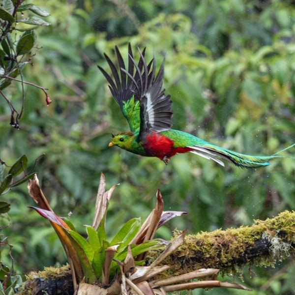 Costa Rica at Leisure: A Tailored 10-Day Senior Adventure full of Wildlife