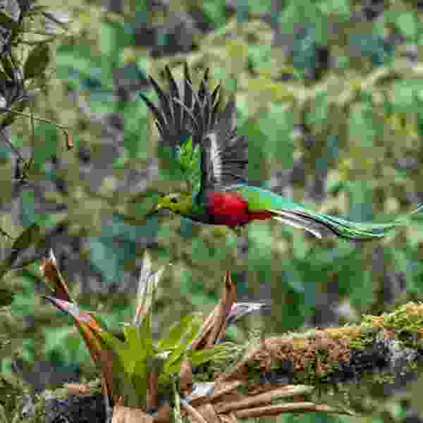 Costa Rica at Leisure: A Tailored 10-Day Senior Adventure full of Wildlife