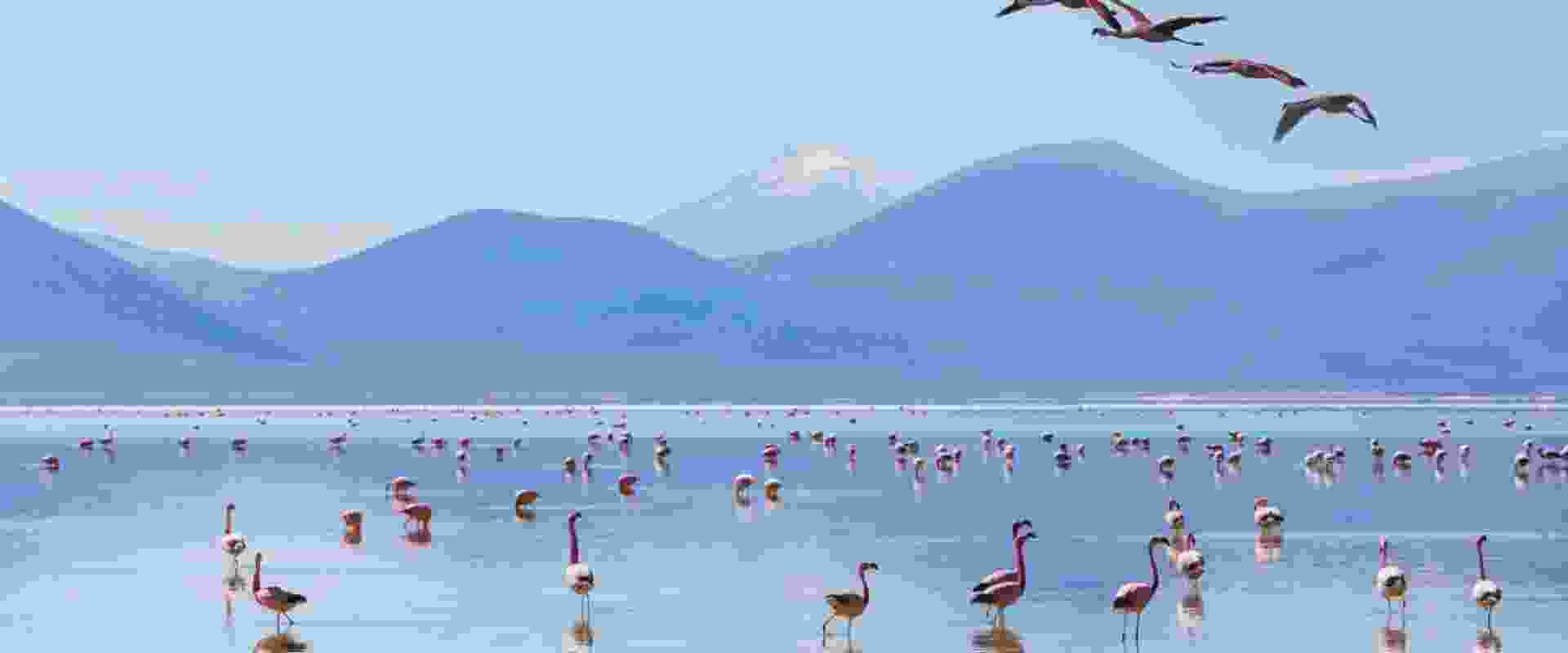 Chile Nature & Wildlife