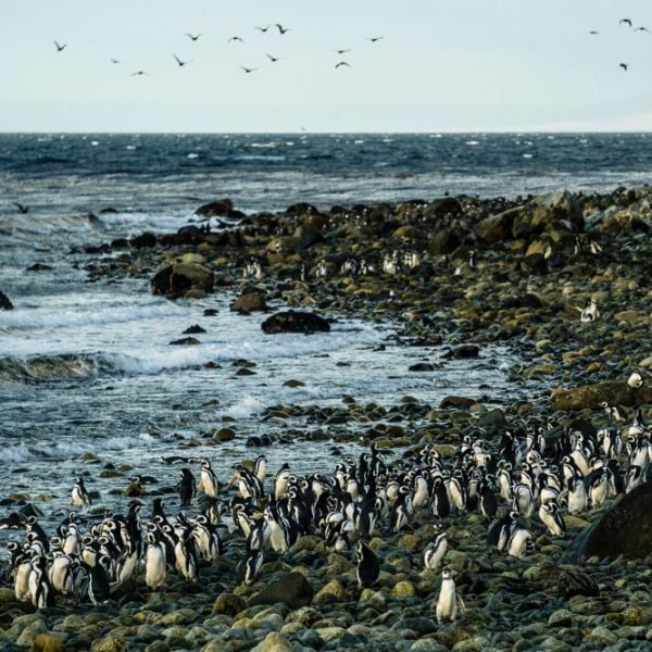 Patagonia & Beyond: A 14-Day Chile and Argentina Expedition