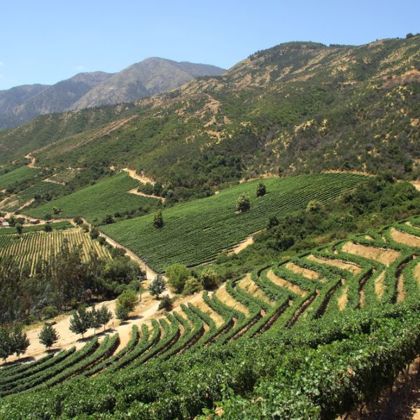 Chile Wine Region & Culinary Adventure: Tailored 6-Day Journey