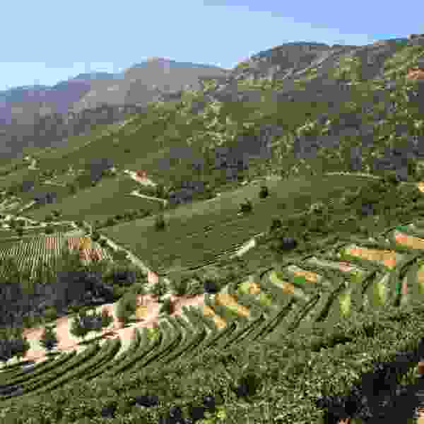 Chile Wine Region & Culinary Adventure: Tailored 6-Day Journey