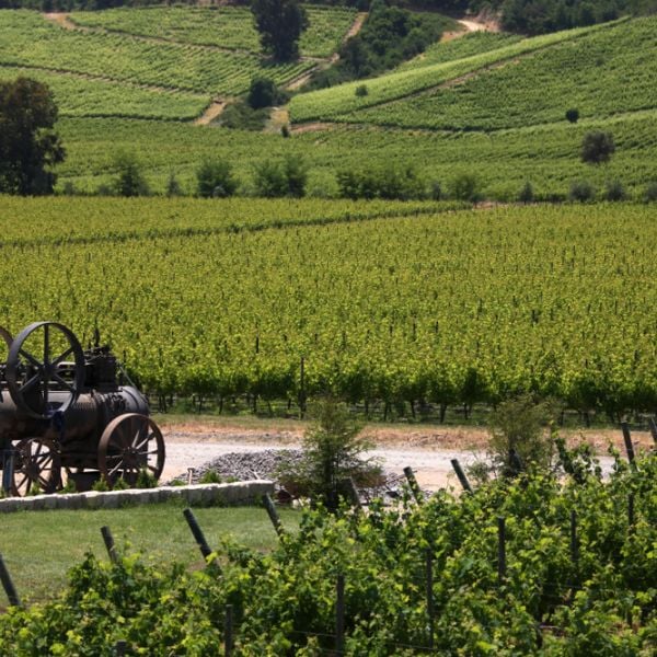 Chile Wine Region & Culinary Adventure: Tailored 6-Day Journey
