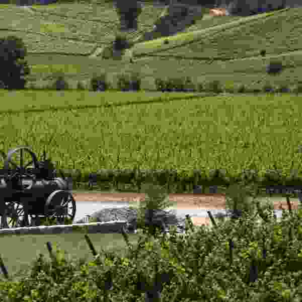 Chile Wine Region & Culinary Adventure: Tailored 6-Day Journey