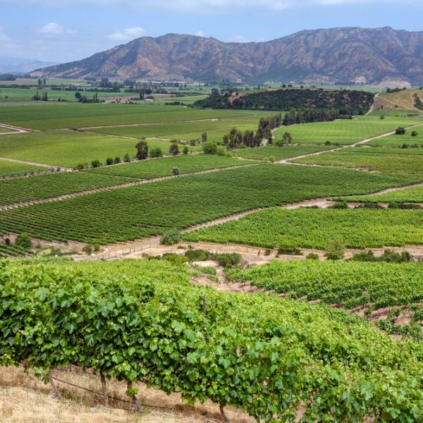 Chile Wine Region & Culinary Adventure: Tailored 6-Day Journey