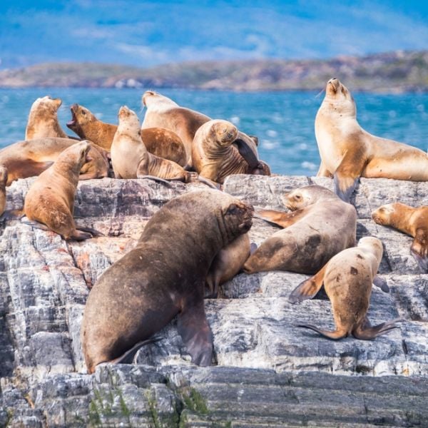 Discover Patagonia: A 16-Day Tailored Land & Cruise Journey with Luxury, Wilderness & Culture