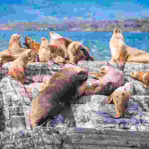 Discover Patagonia: A 16-Day Tailored Land & Cruise Journey with Luxury, Wilderness & Culture