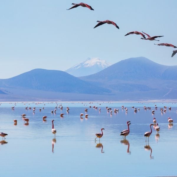 Andes Discovery: Argentina, Chile & Bolivia in One Tailored 9-Day Journey