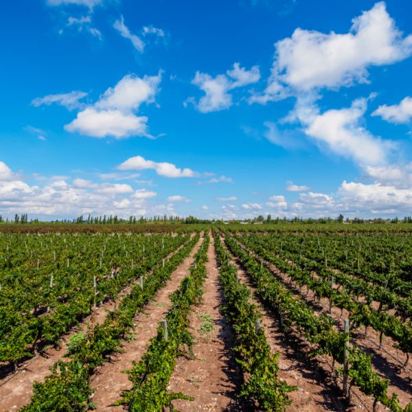 Chile & Argentina Uncorked: Wine, Culture & City Life in 10 days