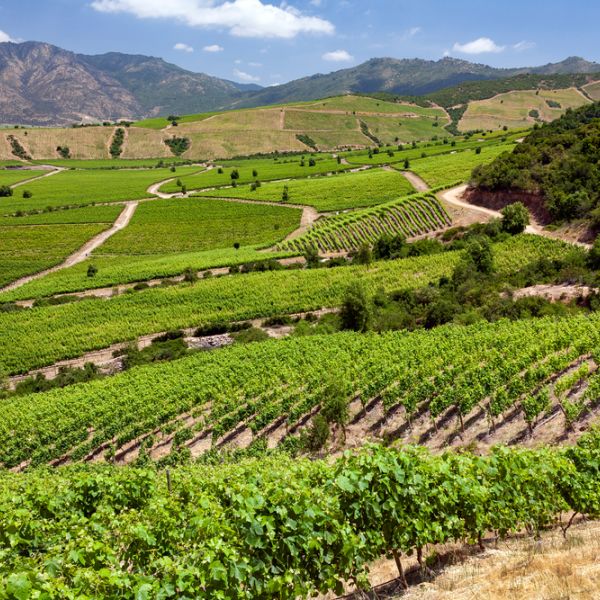 Chile & Argentina Uncorked: Wine, Culture & City Life in 10 days