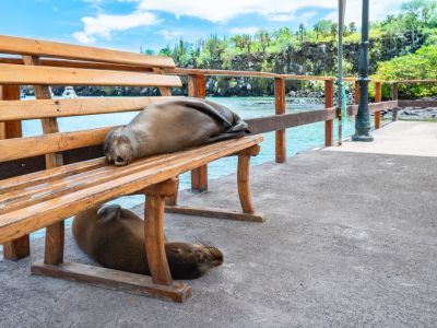 Ecuador by Nature: A 14-Day Family Journey through the Andes, Amazon & Galapagos