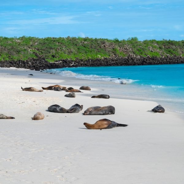 Ecuador & Galápagos Adventure: A 31-Day Odyssey of Culture, Nature & Wildlife for everyone