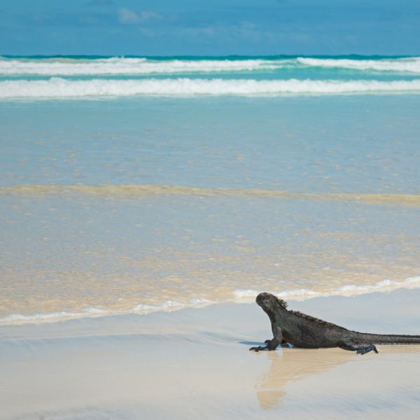 Ecuador & Galápagos Adventure: A 31-Day Odyssey of Culture, Nature & Wildlife for everyone