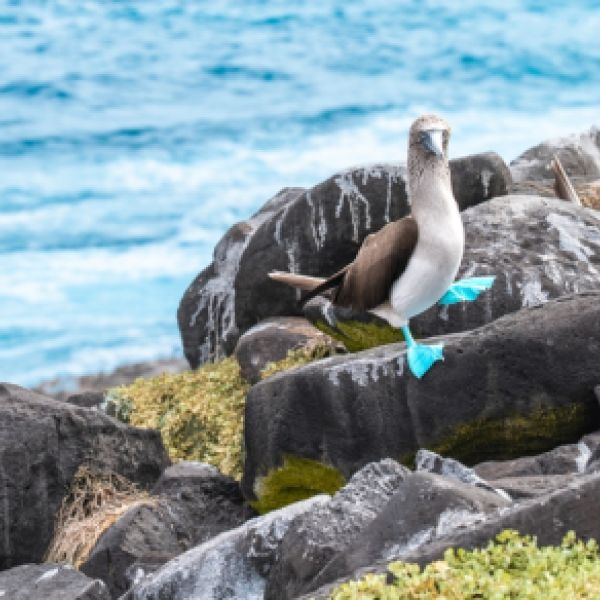 Peru & the Galápagos: A Spectacular Adventure full of Beautiful  Landscapes