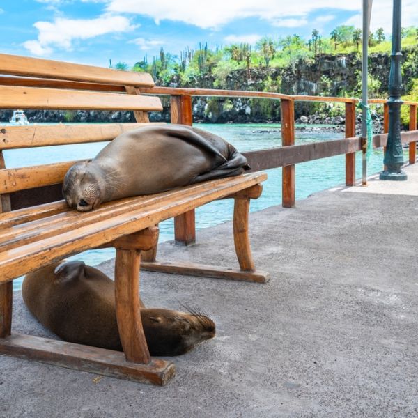 Galapagos in Style: Wildlife, Snorkeling & Island Life in 5-Days