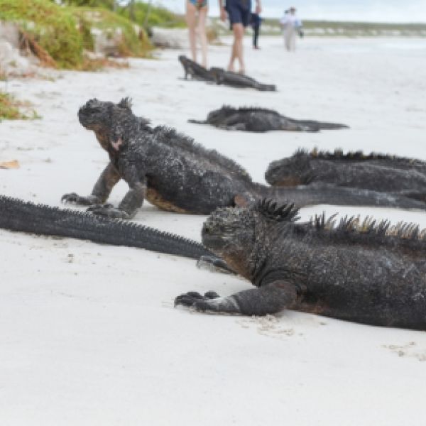 Discover Ecuador’s Mainlands, Amazon & Galápagos Islands at Your Family’s Own Pace