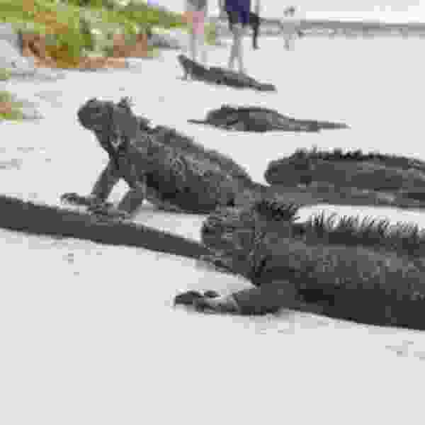 Discover Ecuador’s Mainlands, Amazon & Galápagos Islands at Your Family’s Own Pace