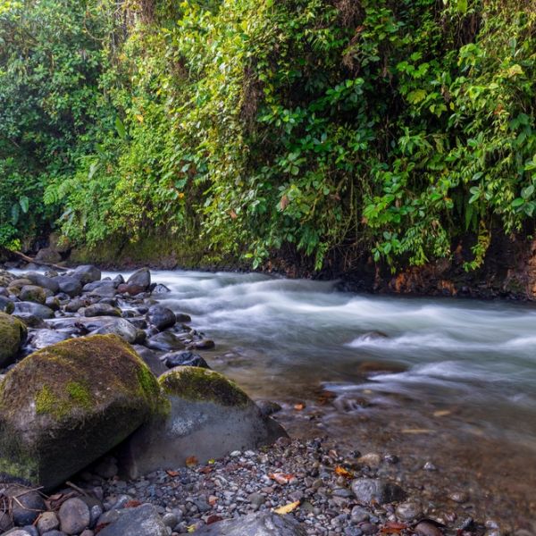 Ecuador in Motion: An 8-Day Tailor-Made Andes, Cloud Forest & Amazon Adventure