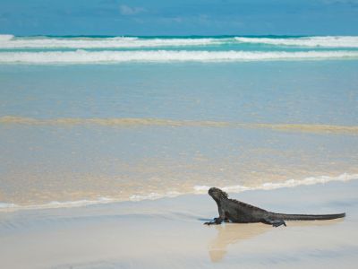 Galapagos in Style: Wildlife, Snorkeling & Island Life in 5-Days