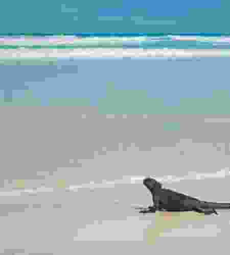 Galapagos in Style: Wildlife, Snorkeling & Island Life in 5-Days