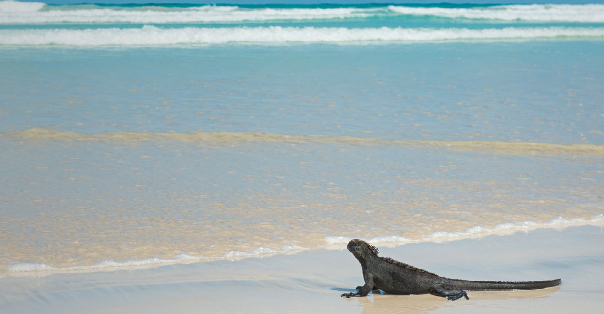 Galapagos in Style: Wildlife, Snorkeling & Island Life in 5-Days