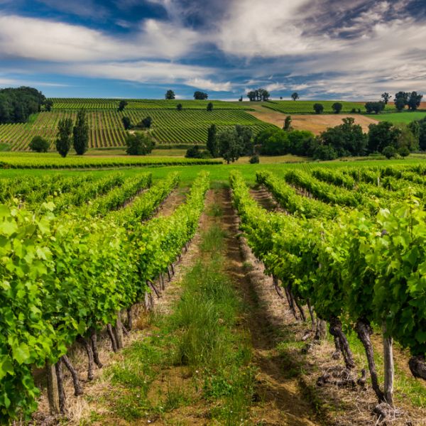 Bordeaux to Bilbao: A 13-Day Culinary & Wine Journey Through France and Spain