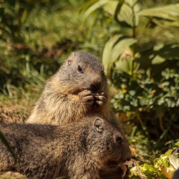 Pyrenees Wild Trails: An 8-Day Hiking & Wildlife Escape in Southern France