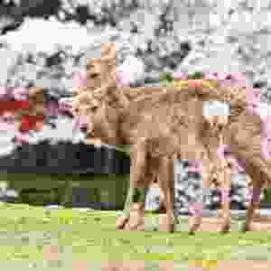 Nara