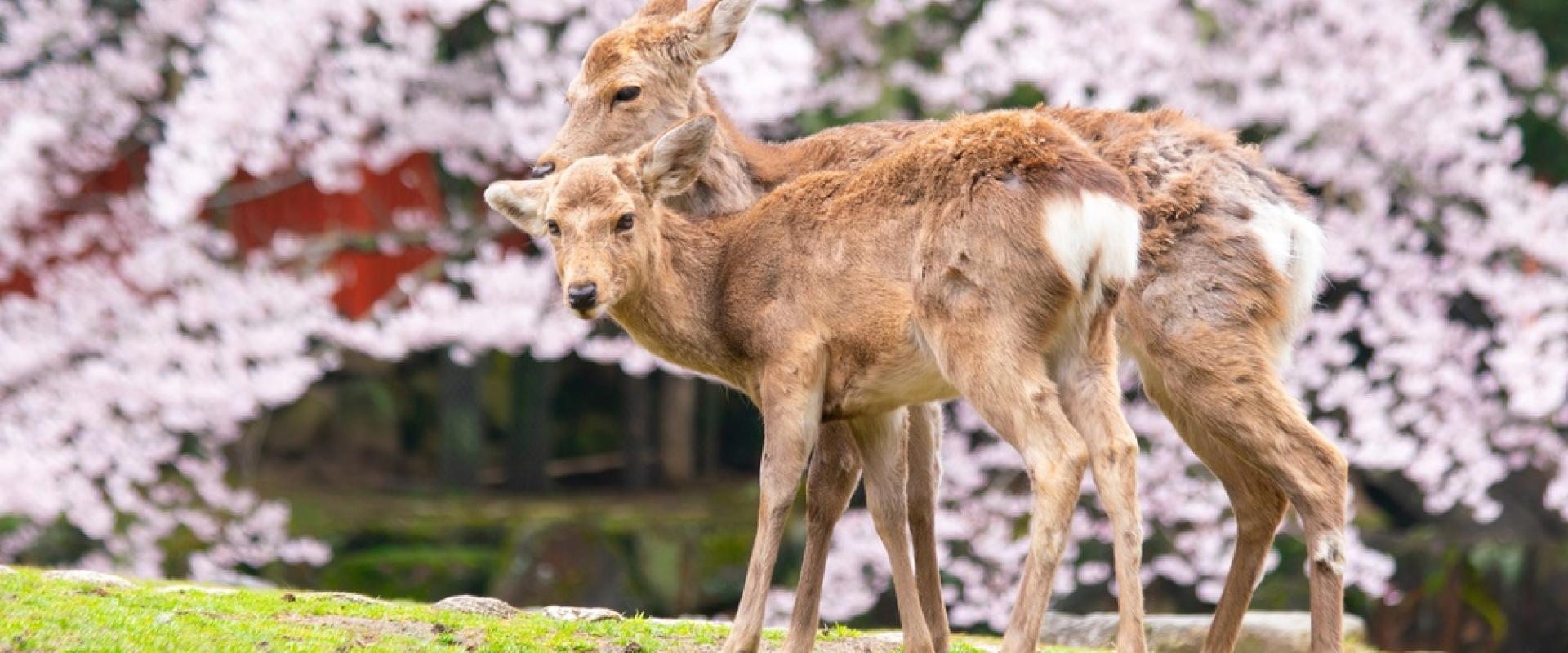 Nara