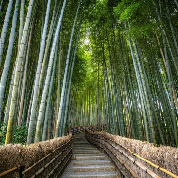 A 12-Day Japan Itinerary for Families and first-time visitors through Tokyo, Kyoto, Nara & Osaka