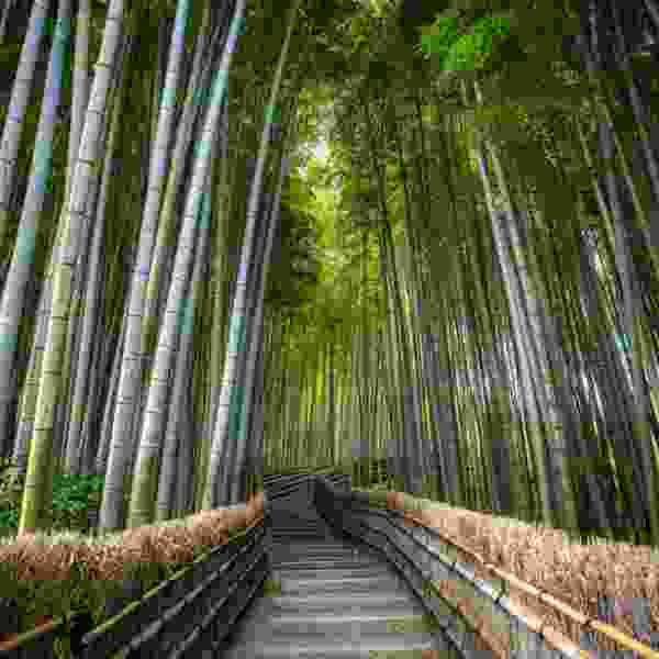 A 12-Day Japan Itinerary for Families and first-time visitors through Tokyo, Kyoto, Nara & Osaka