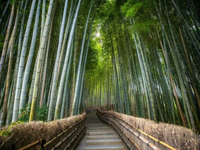 Sacred Shikoku: A 13-Day Pilgrimage & Cultural Journey from Kyoto to Osaka