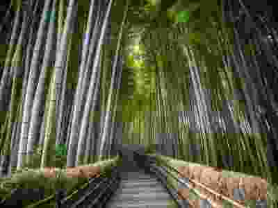 Sacred Shikoku: A 13-Day Pilgrimage & Cultural Journey from Kyoto to Osaka