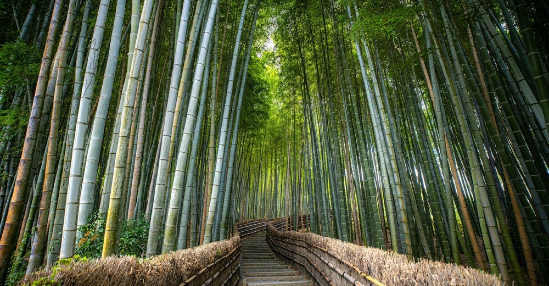 Sacred Shikoku: A 13-Day Pilgrimage & Cultural Journey from Kyoto to Osaka