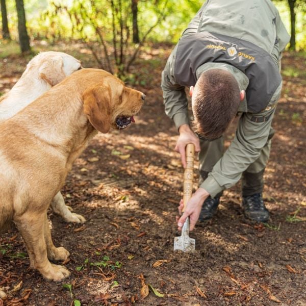 Istria Countryside & Coast Escape (Pula, Motovun & Rovinj), Croatia