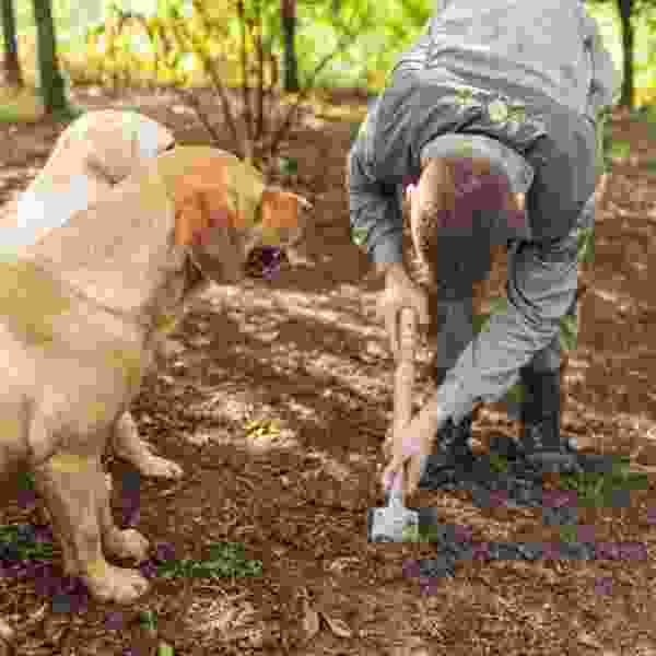 Istria Countryside & Coast Escape (Pula, Motovun & Rovinj), Croatia