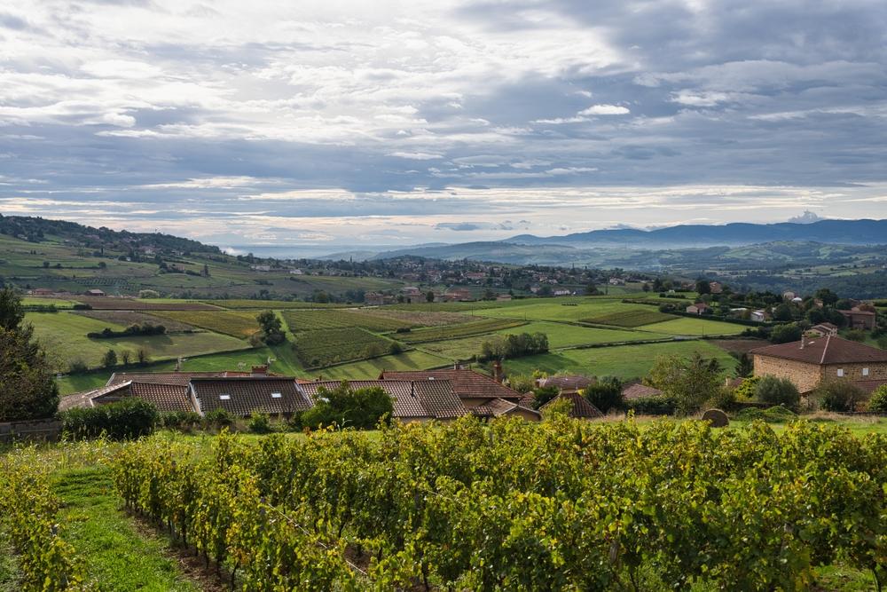 Beautiful vineyard in Beaujolais, France