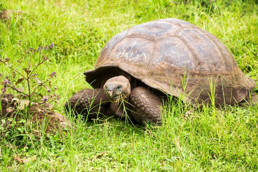 Giant Galapagos tortoise, Ecuador