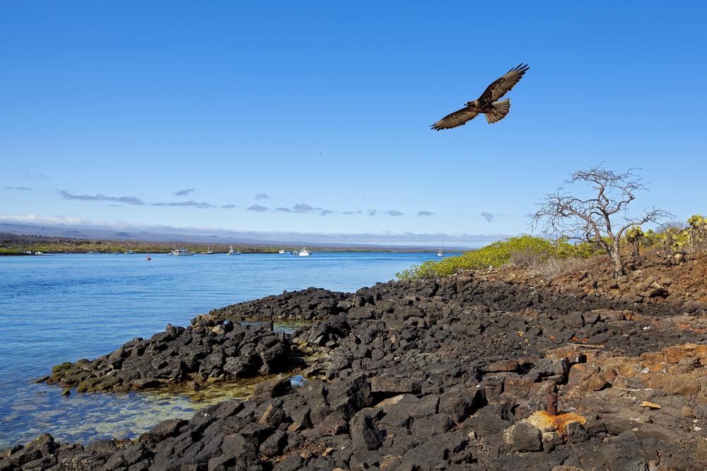 Galapagos Hawk flying, Ecuador